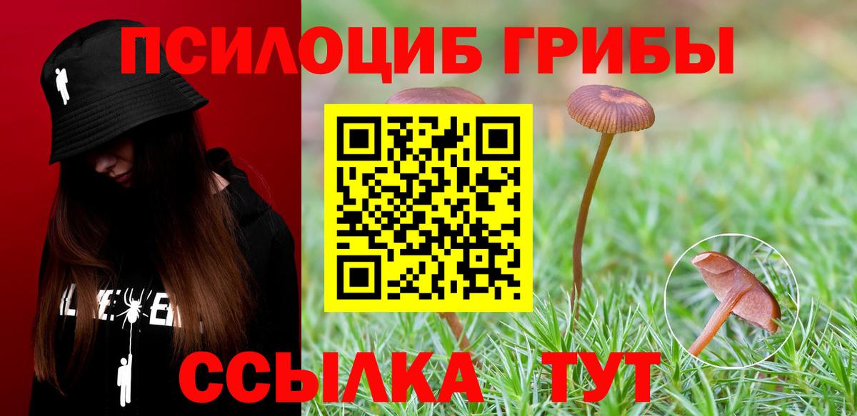 Кингисепп  Псилоцибиновые грибы Psilocybine cubensis  Вход с VPN 